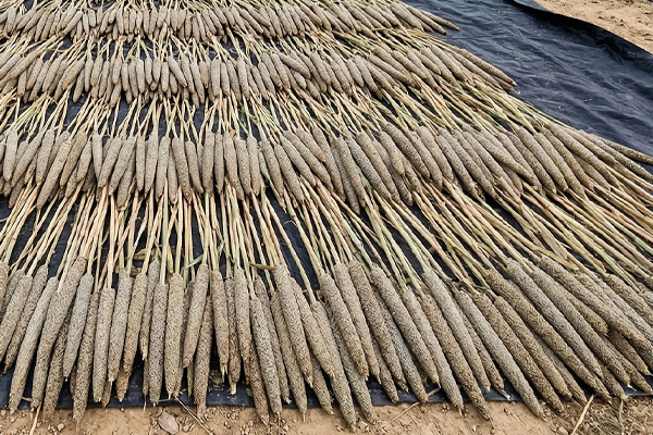 
groundnut crop cultivation in salem farm supply