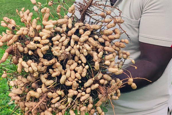 fresh farm harvest ready for market