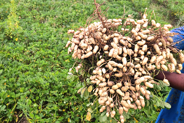 high quality crop production services in Salem farms