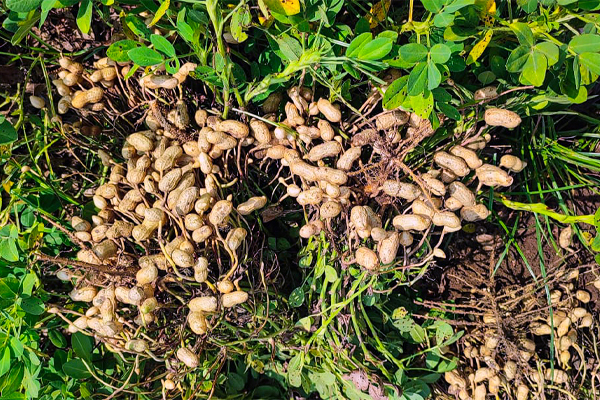 farm crop cultivation