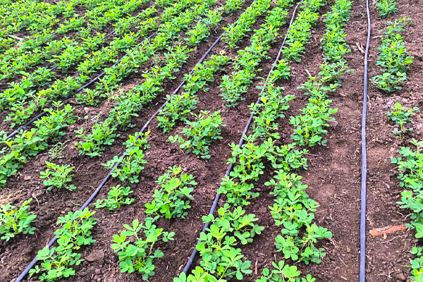 sesame crop harvesting