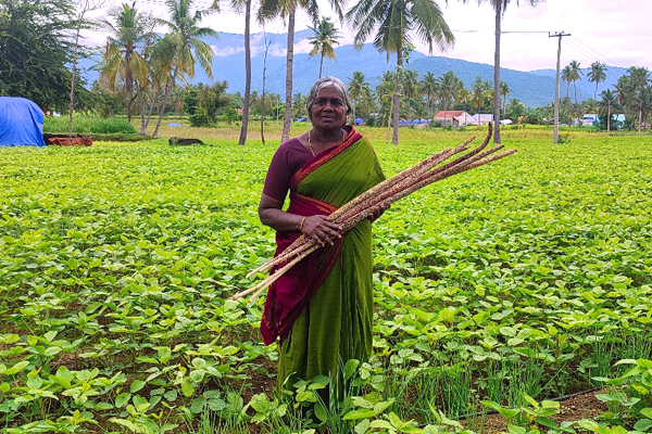 bajra crop features 
