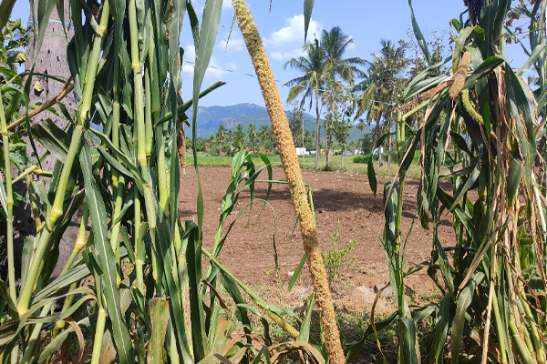 fresh agricultural crops from Salem farmers