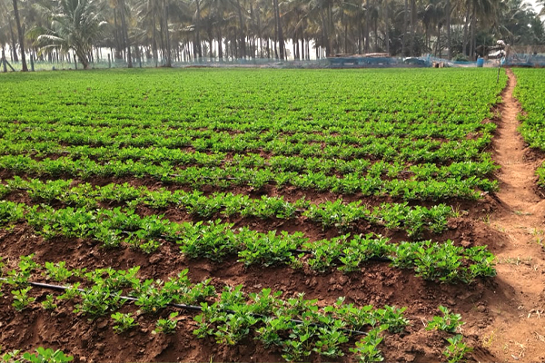 farmers harvesting crops in Salem
