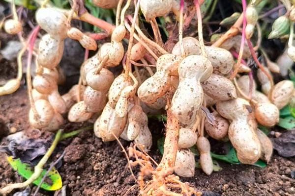 organic farming crops in Salem Tamil Nadu