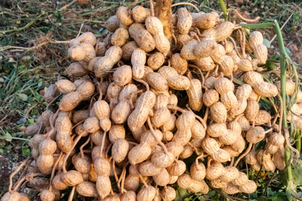 agricultural crop plantation 