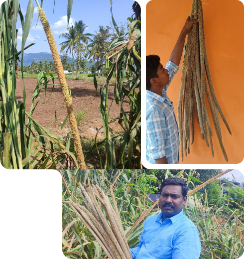 Bajra crop cultivation