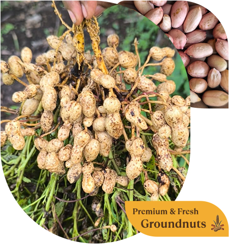 Groundnut FAQ