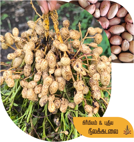 Groundnut FAQ