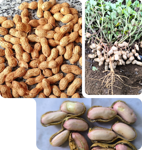 Fresh Groundnut seeds