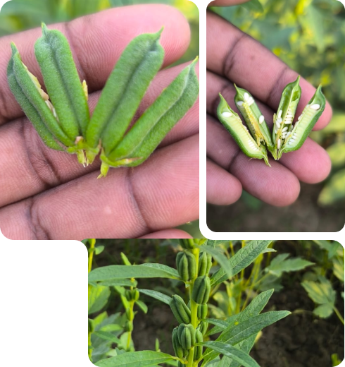 Sesame seeds farm harvest